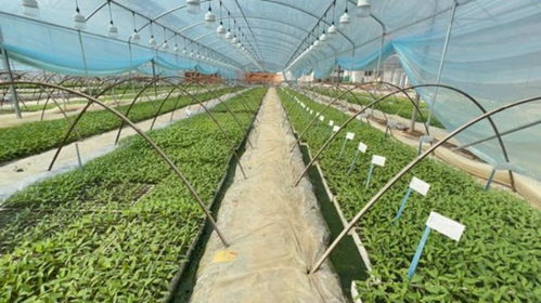 春季蔬菜生产开好头,湘研种业指导农户科学种植