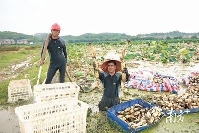 撂荒耕地变良田,肇庆农业大项目扩大联农带农覆盖面