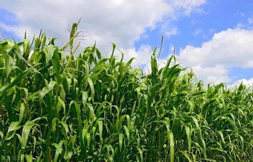 农技小课堂 种植 玉米田杂草防除技术,采取多种防治方法,有效促进玉米产质量提升