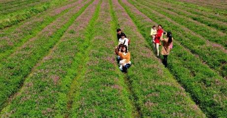 农村一常见野草,风湿痛、坐骨神经痛、小儿麻痹症都可用它治疗