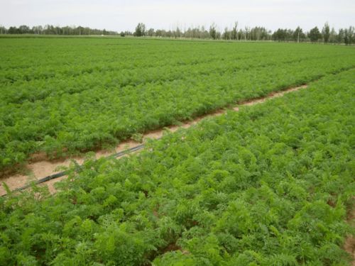 项目追踪 内蒙古农科院多项研究成果 提升我区胡萝卜产业科技含量和种植水平