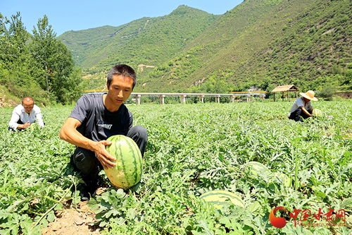 康县 西瓜丰收采摘忙