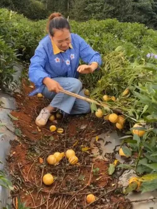 农业种植 三农种植 人参果 花卉绿植