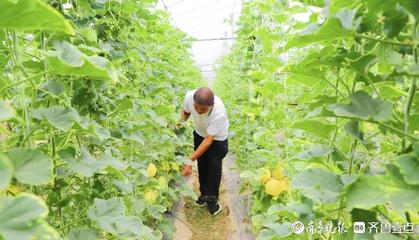 鄄城农商银行金融助力乡村振兴结出“甜蜜瓜”