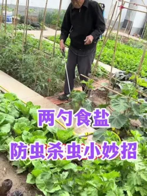 三农 农业种植 家庭种植 种植小技巧 蔬菜种植 学种菜 我的小菜园 田园生活 涨知识