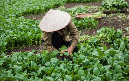 农民种植10亩蔬菜,用时100天,获得了42万的纯利润