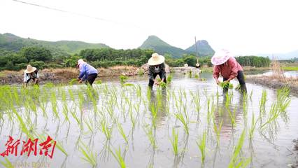 金江:两千余亩黑水稻插秧 农业综合体初显形