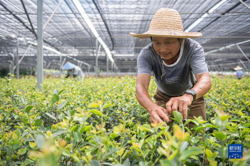 浙江常山 油茶产业焕发新活力