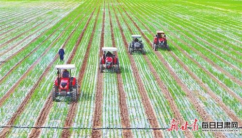 在滨河集团有机谷子种植基地 工人们驾驶农机进行作业