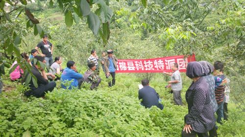 石棉县红十字会 邀请县农业农村局专家到擦罗乡海洋村 开展生计发展项目魔芋种植病虫害防治现场技术培训